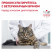 Royal Canin Hepatic лечебный сухой корм для кошек с заболеваниями печени - 500 г