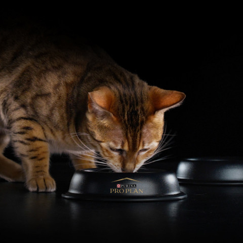 Pro Plan Cat Adult Optirenal сухой корм для взрослых кошек с курицей - 3 кг