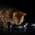 Pro Plan Cat Adult Optirenal сухой корм для взрослых кошек с курицей - 3 кг
